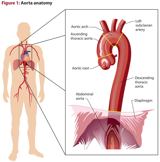 Aorta anatomy